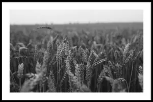 Field Of Barley