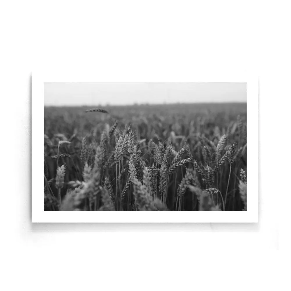 Field Of Barley