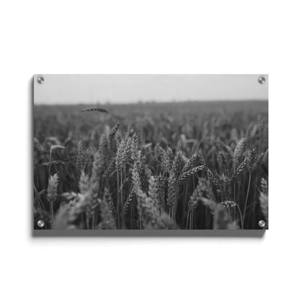 Field Of Barley